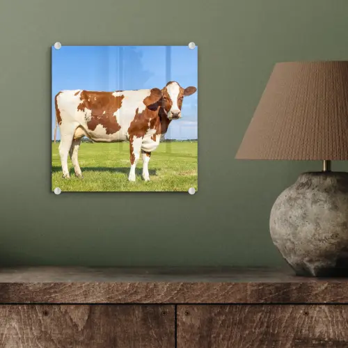 Koeien - Boerderij - Gras- Natuur - Dieren plexiglas 5mm klein -sfeer3