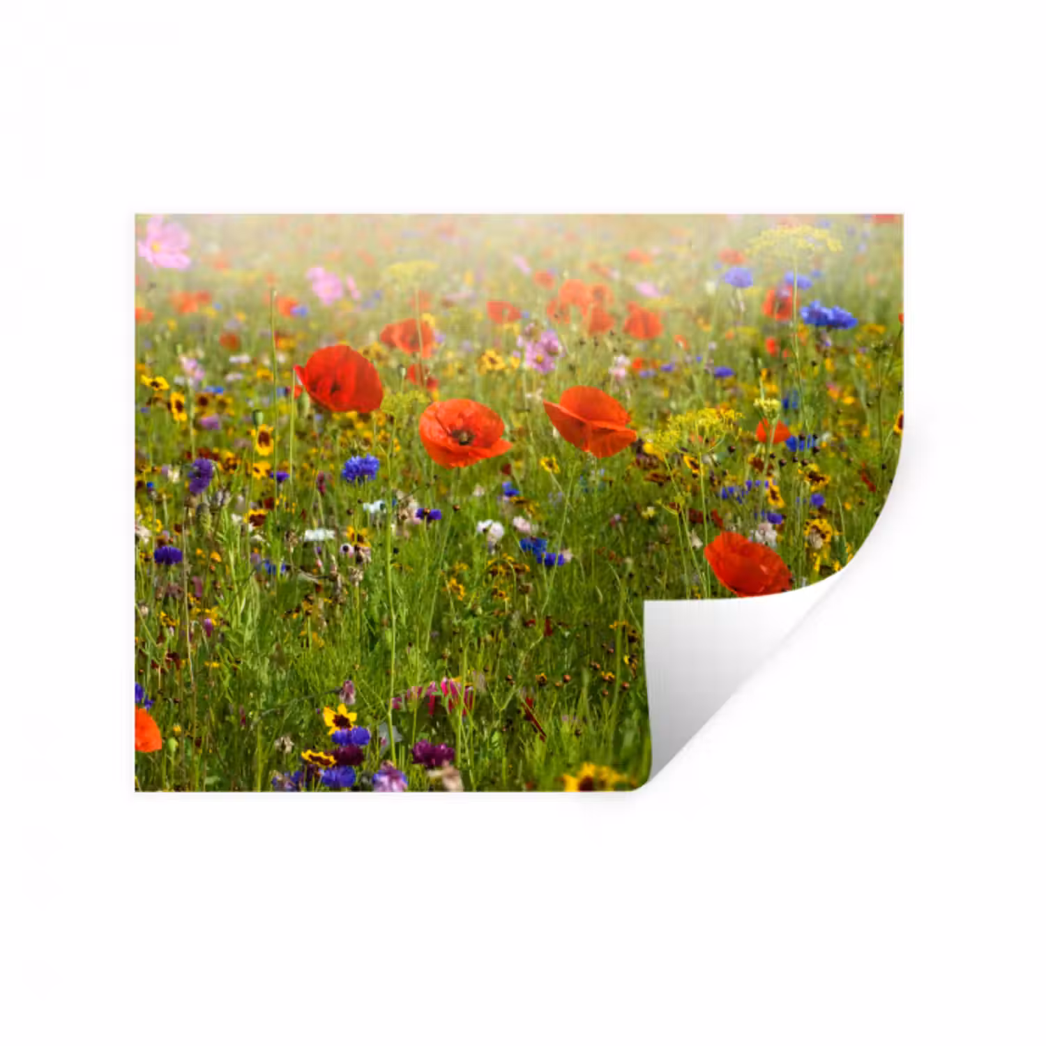 Wandtattoo – Frühling - Blumen - Rot - Mohn - Gras - Grün