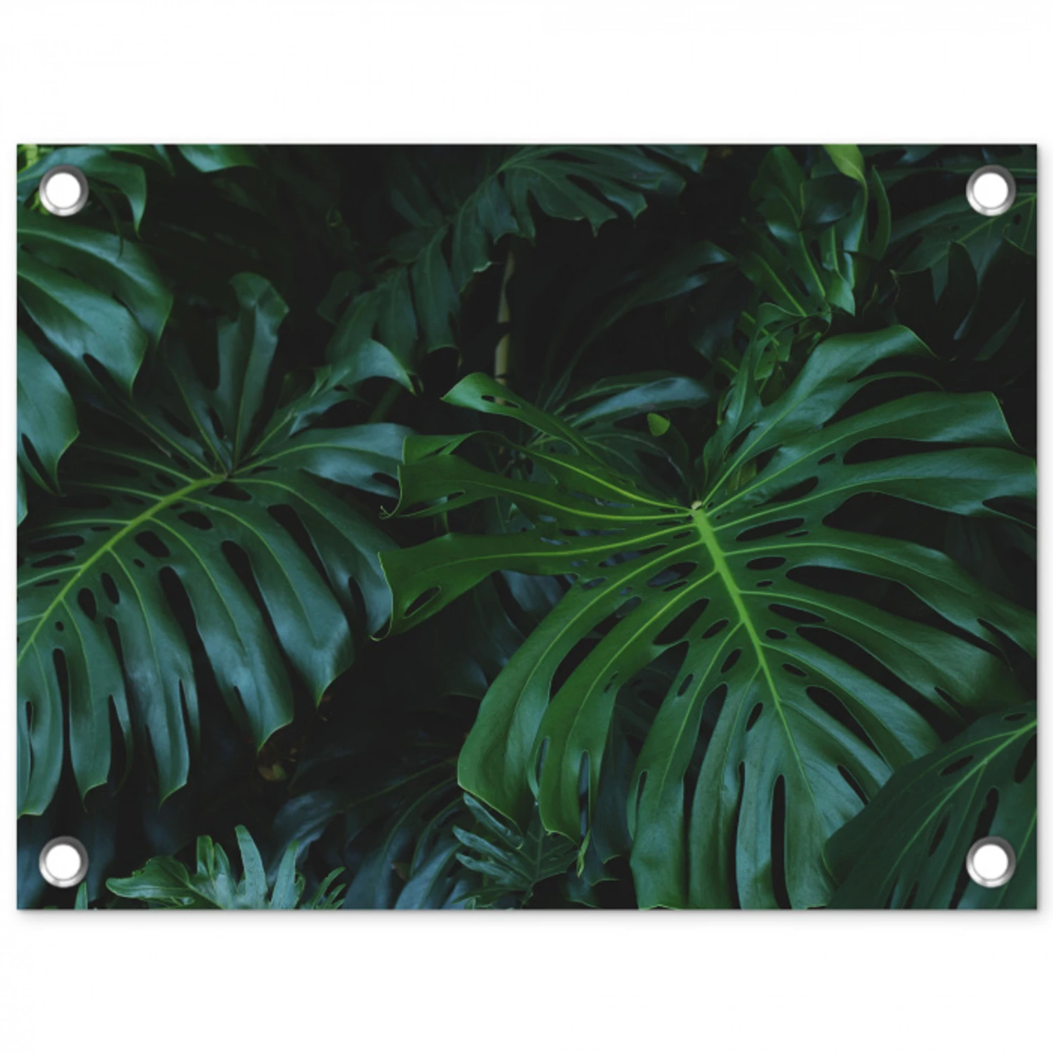 Monstera - Bladeren - Tropisch - Jungle tuinposter los doek klein -3d