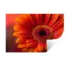Oranje - Gerbera - Intens Muursticker klein -3d