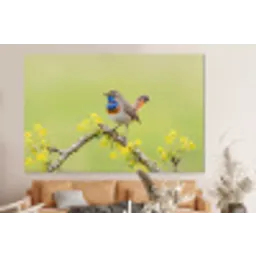 Vogel - Tak - Natuur - Kleurrijk forex 5mm xxl -bovenbank