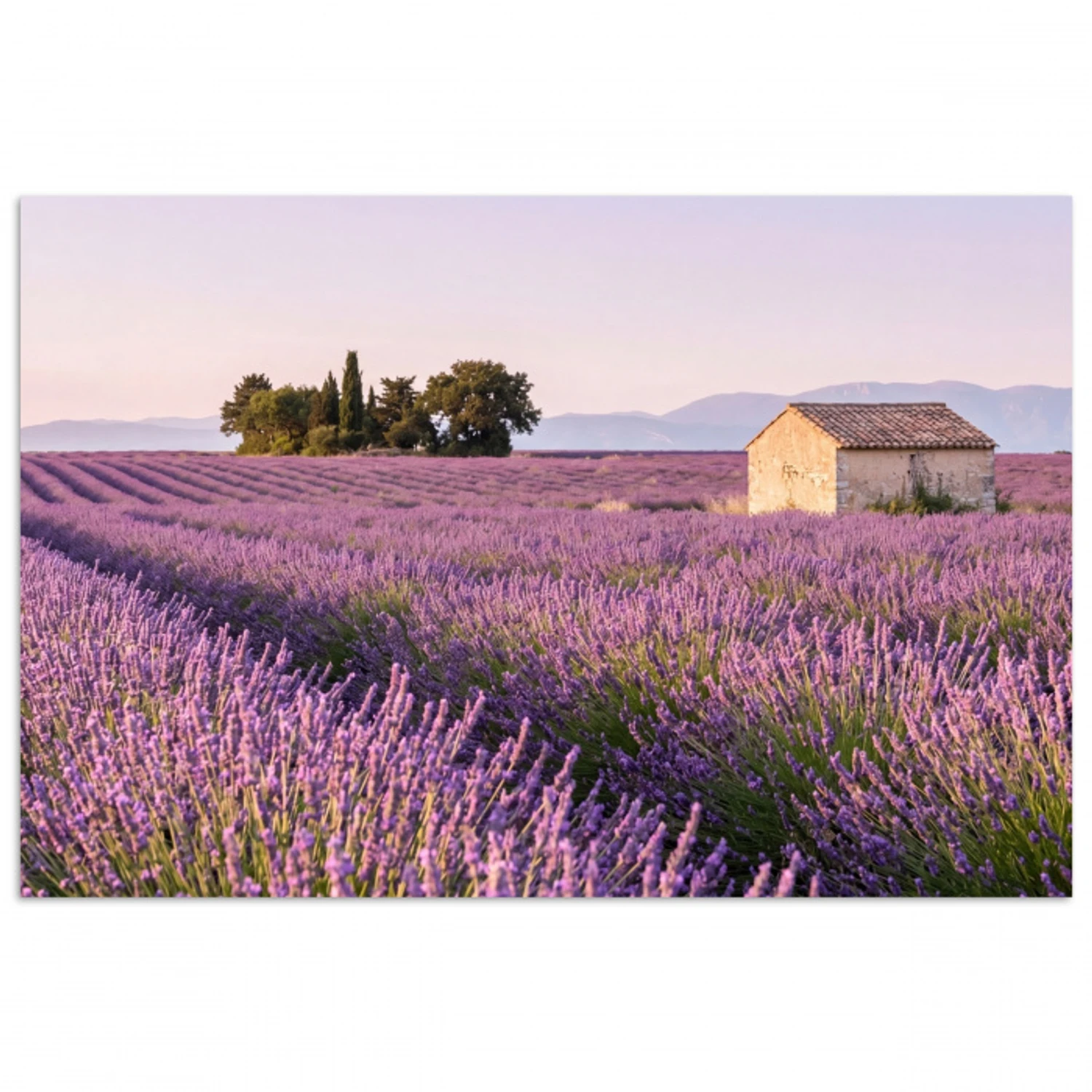 Lavendel - Landschap - Sereen - Paars poster papier klein -3d