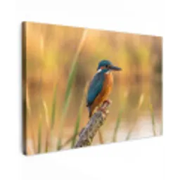 IJsvogel - Tak - Water - Kleurrijk - Levendig canvas 2cm klein -z3d