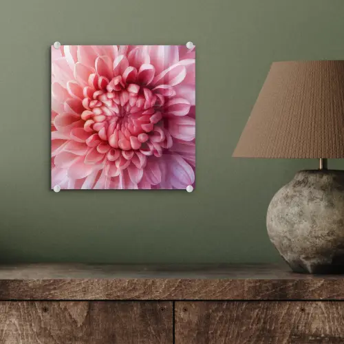 Dahlia - Bloem - Close up - Roze plexiglas 5mm klein -sfeer3
