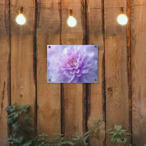 Paars - Dahlia - Dromerig tuinposter los doek klein -sfeer1