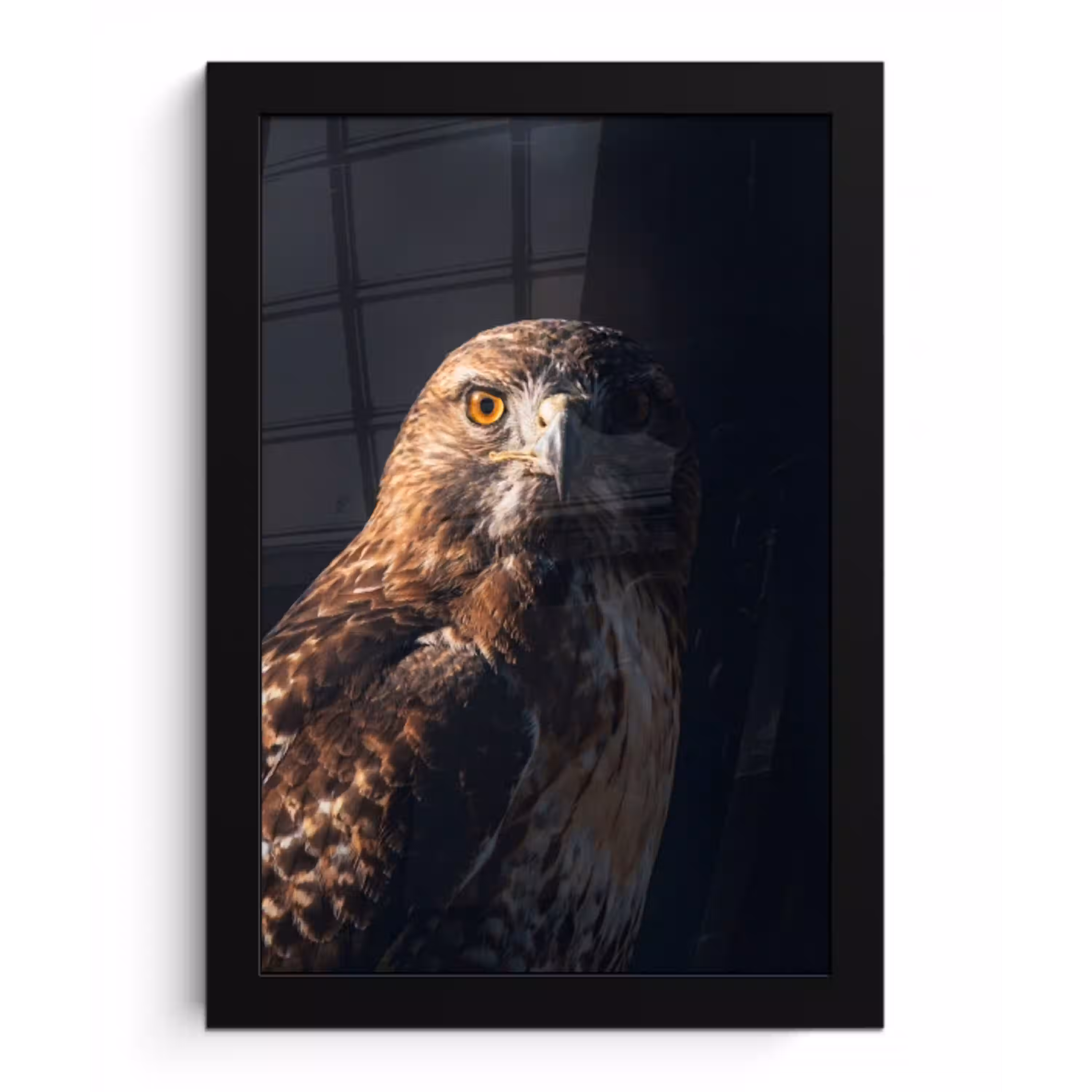 Roofvogel - Buizerd - Bruin fotolijst zwart zonder passe partout klein -3d