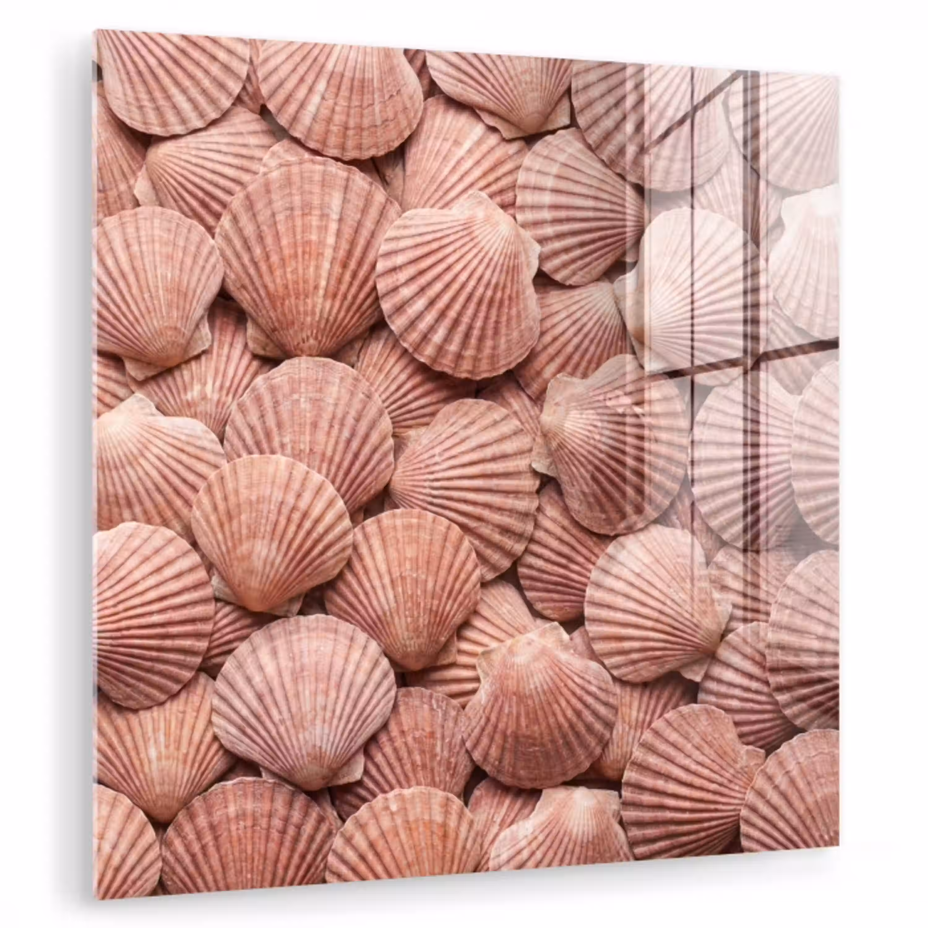 Schelpen - Patroon - Roze plexiglas 5mm klein -zzzproduct_nieuw