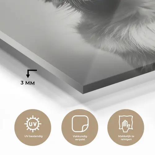Golden retriever - Hond - Zonnebril - Gkas plexiglas 5mm klein -sfeer2