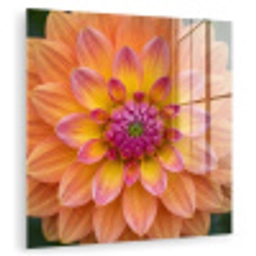 Dahlia - Bloem - Oranje plexiglas 5mm klein -zzzproduct_nieuw