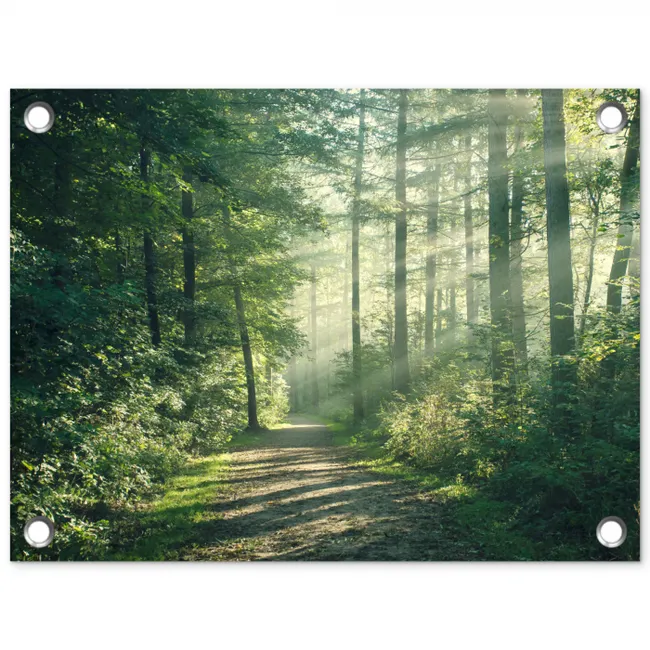 Bosweg in ochtendlicht tuinposter los doek klein -3d