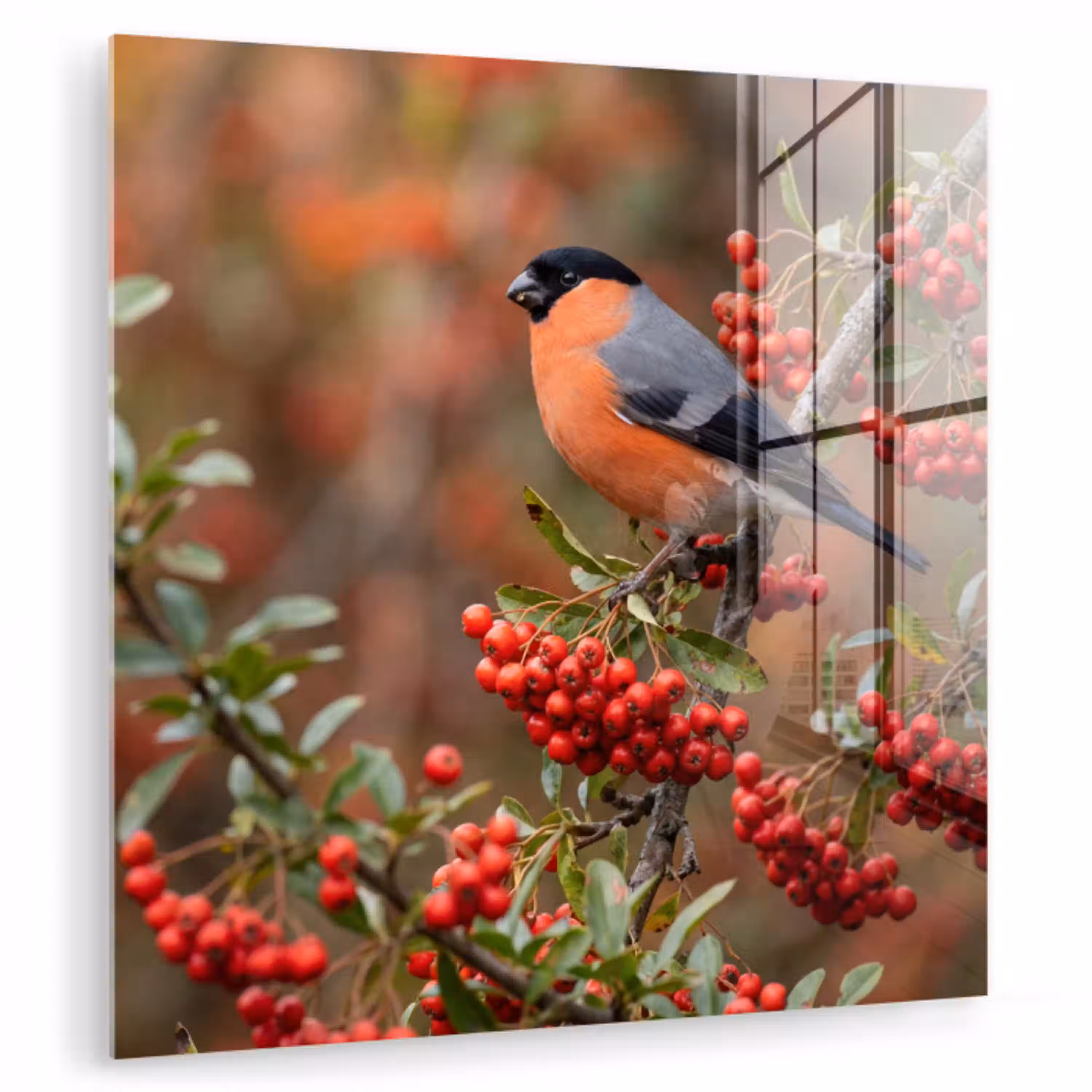 Goudvink - Bessen - Herfst - Natuur - Kleurrijk plexiglas 5mm klein -zzzproduct_nieuw