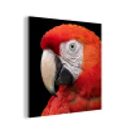 Ara - Portret - Rood aluminium wit klein -3d