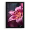 Roze - lelie - Dauwdruppels fotolijst zwart zonder passe partout klein -3d