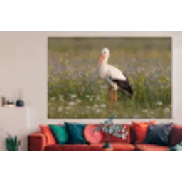 Ooienvaar - Bloemen - Weide - Kleurrijk forex 5mm xxl -woonkamer