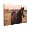 Paard - Zonsondergang - Bruin Tuinposter op houten frame 2 cm dik klein -3d