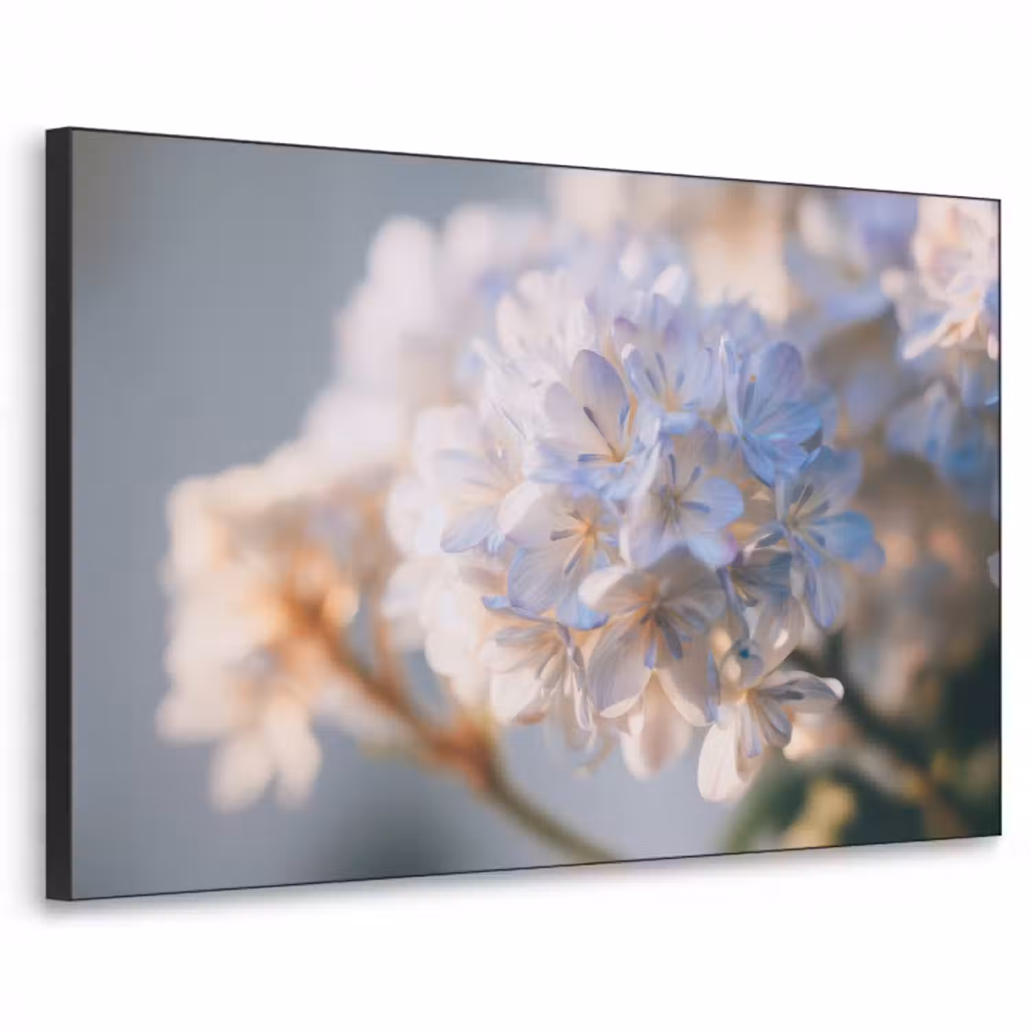 Art Frame - Blumen - Hellblau - Unscharf - Büschel