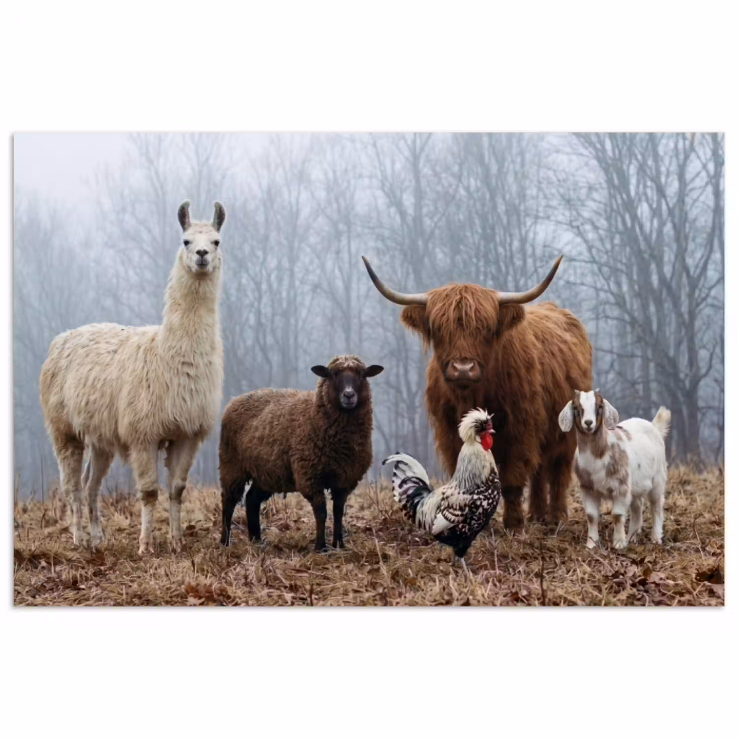 Boerderijdieren - Groep - Mist - Natuur - Rustiek poster papier klein -3d
