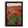 Bloemen - Klaprozen - Natuur - Rood fotolijst zwart zonder passe partout klein -3d