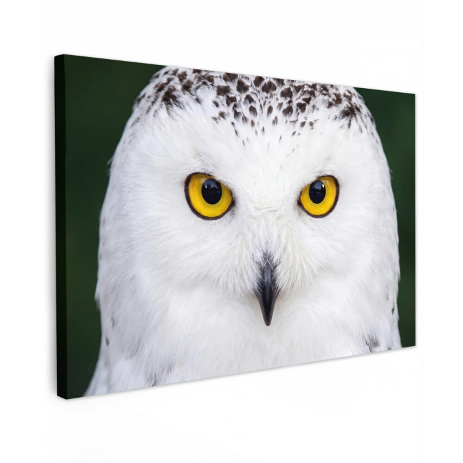 Sneeuwuil - Portret - Geel canvas 2cm klein -z3d