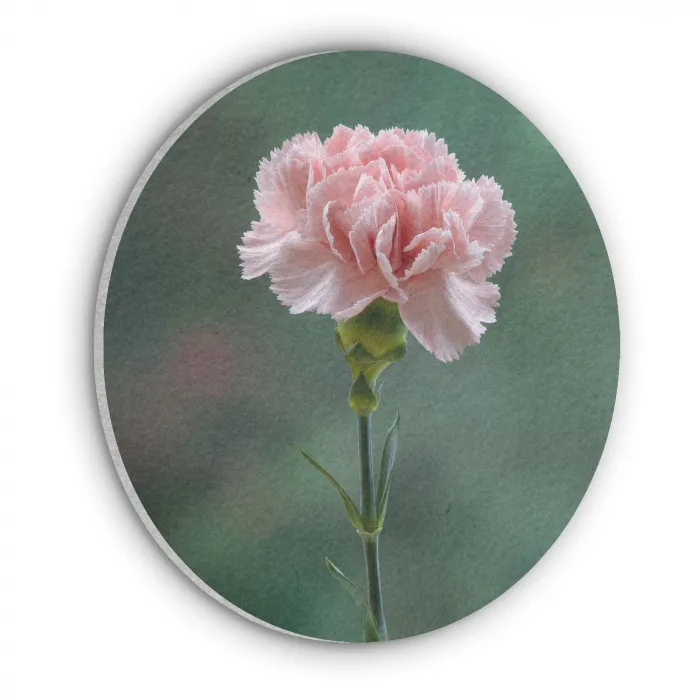 Anjer - Roze - Bloemblaadjes Akoestische PET Vilt - Rond klein -3d