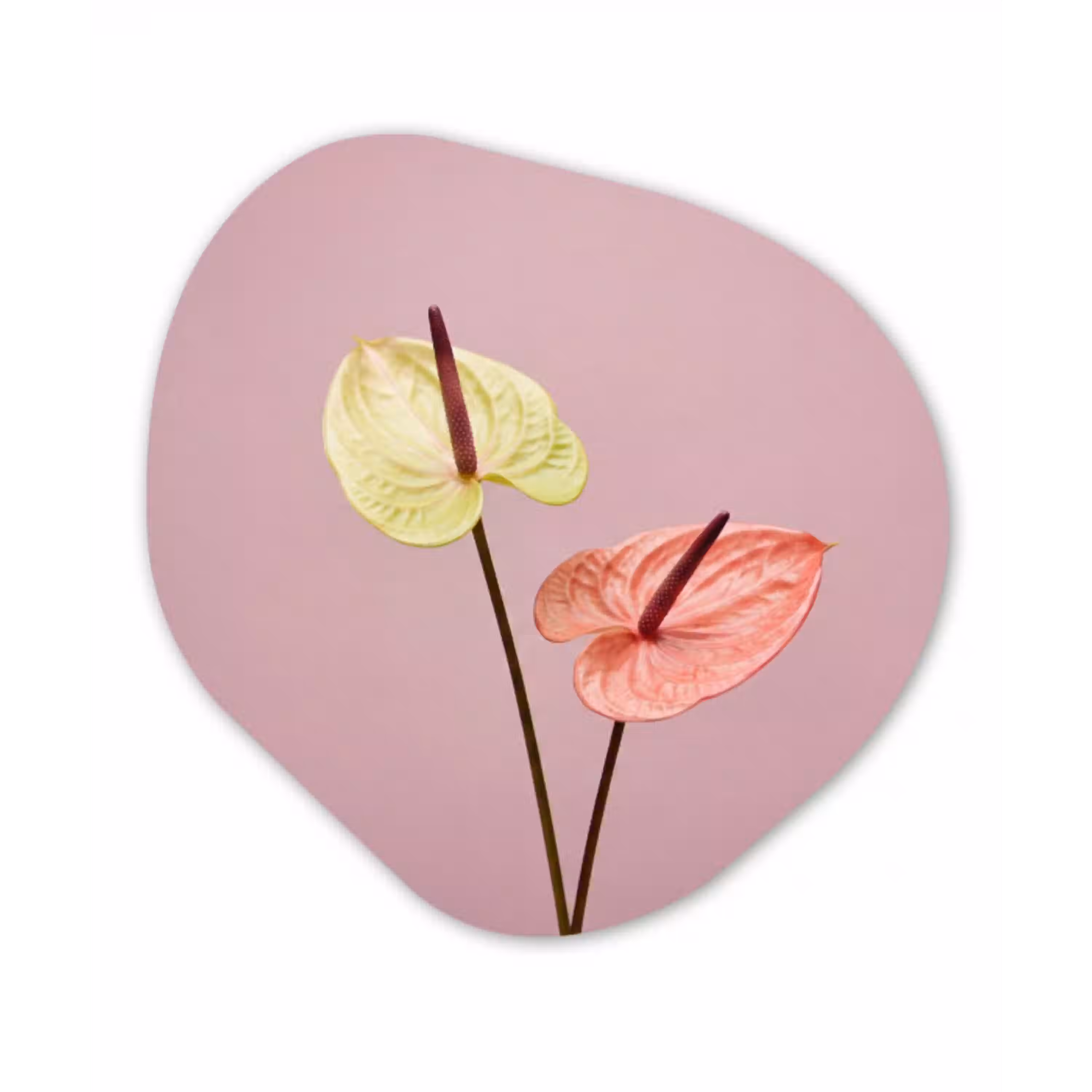 Bloemen - Anthuriums - Geel - Roze Wandcirkel Organisch Aluminium middel -3d
