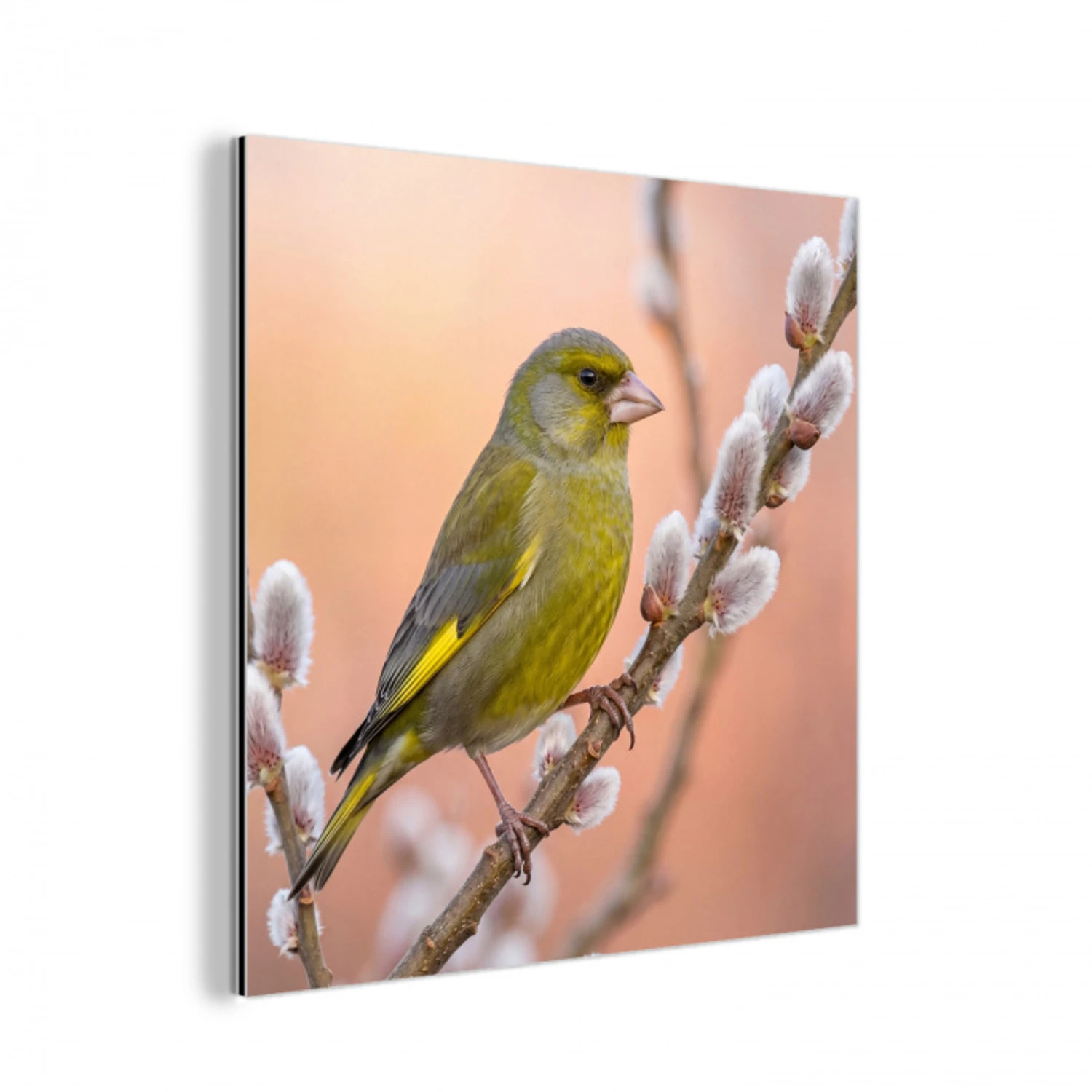 Groenling - Katjes - Lente - Natuur - Zacht aluminium wit klein -3d