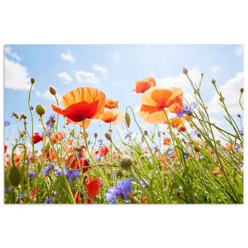 Bloemen - Klaproos - Lente - Natuur - Rood - Blauw poster papier klein -3d