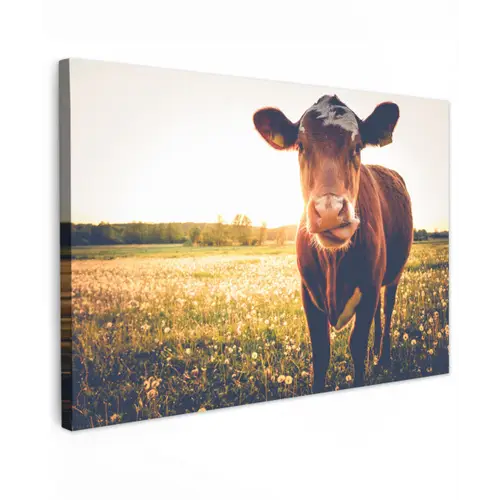 Koe - Zonsondergang - Bloemen - Gras - Dieren canvas 2cm klein -z3d
