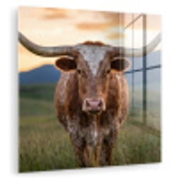 Longhorn - Landschap - Zonsondergang plexiglas 5mm klein -zzzproduct_nieuw
