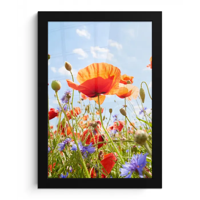 Bloemen - Klaproos - Lente - Natuur - Rood - Blauw fotolijst zwart zonder passe partout klein -3d