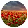 Zonsondergang - Klaprozen - Rood - Bloemen - Veld - Natuur Wandcirkel kunststof plaat 5mm dik klein -3d