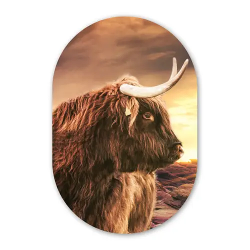 Schotse hooglander - Zon - Horizon - Koe - Dieren Wandcirkel Ovaal Forex klein -3d