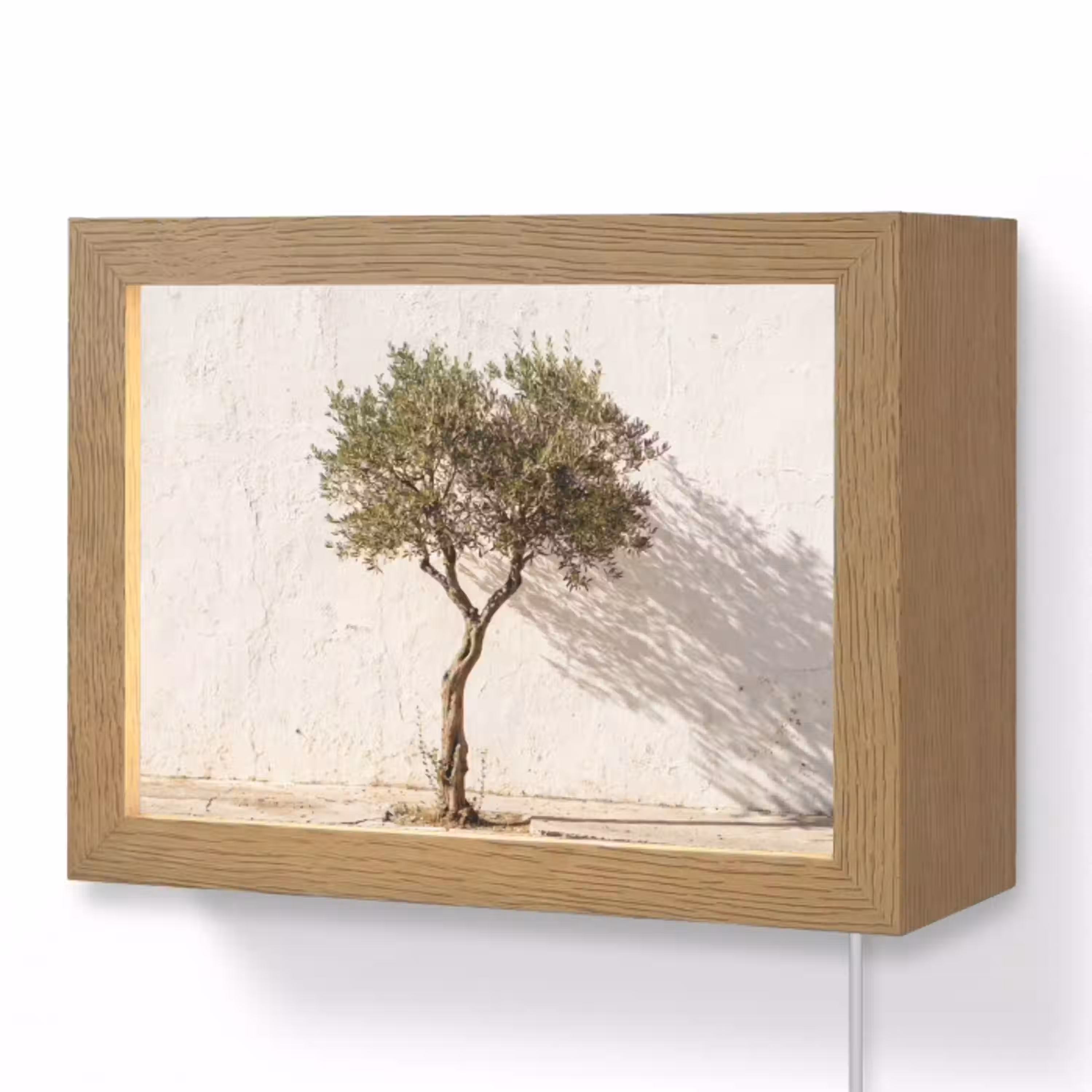 Olijfboom - muur - wit Light Box met kabel (Wandlamp) klein -3d