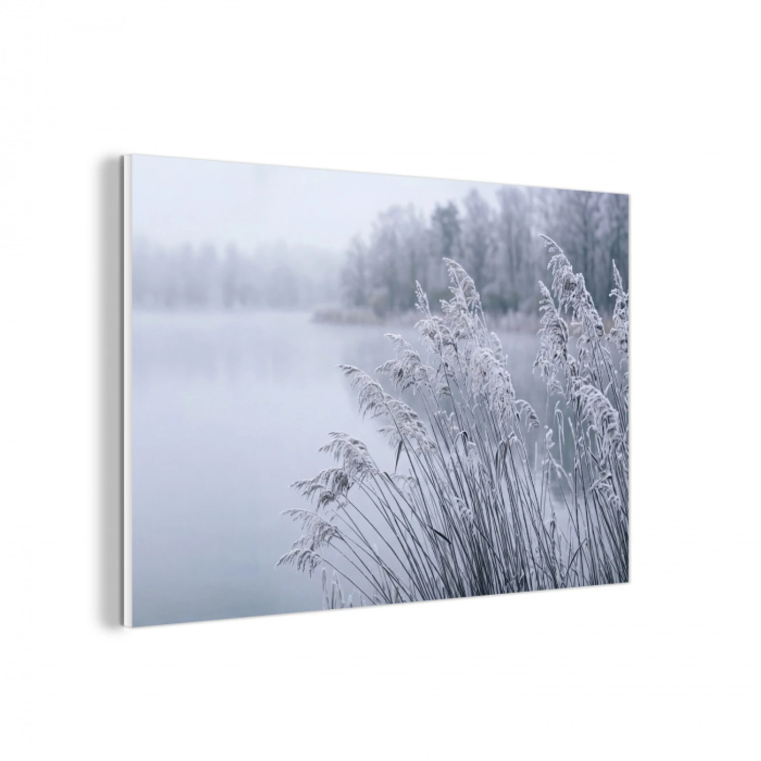 Riet - Bevroren - Winter - Natuur forex 5mm xxl -3d