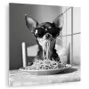 Chihuahua - Hond - Zonnebril - Humoristisch - Zwart - Wit - Spaghetti plexiglas 5mm klein -zzzproduct_nieuw