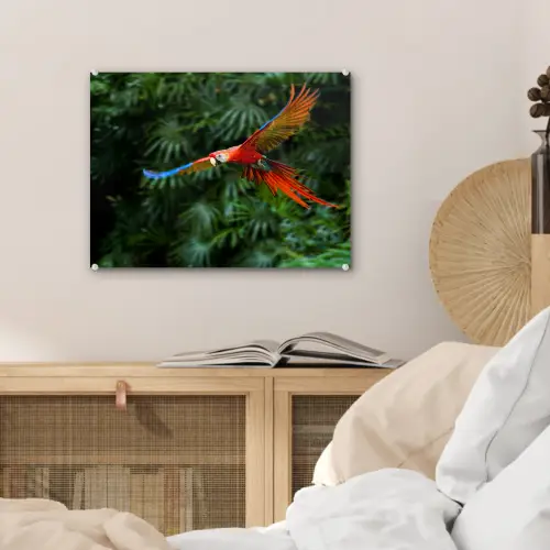Kleurrijke papegaai is aan het vliegen plexiglas 5mm klein -sfeer4