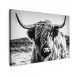 Schotse hooglander - Natuur - Koe - Zwart - Wit canvas 2cm klein -z3d
