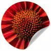 Close up - Bloem- Rood Wandcirkel behangsticker klein -3d