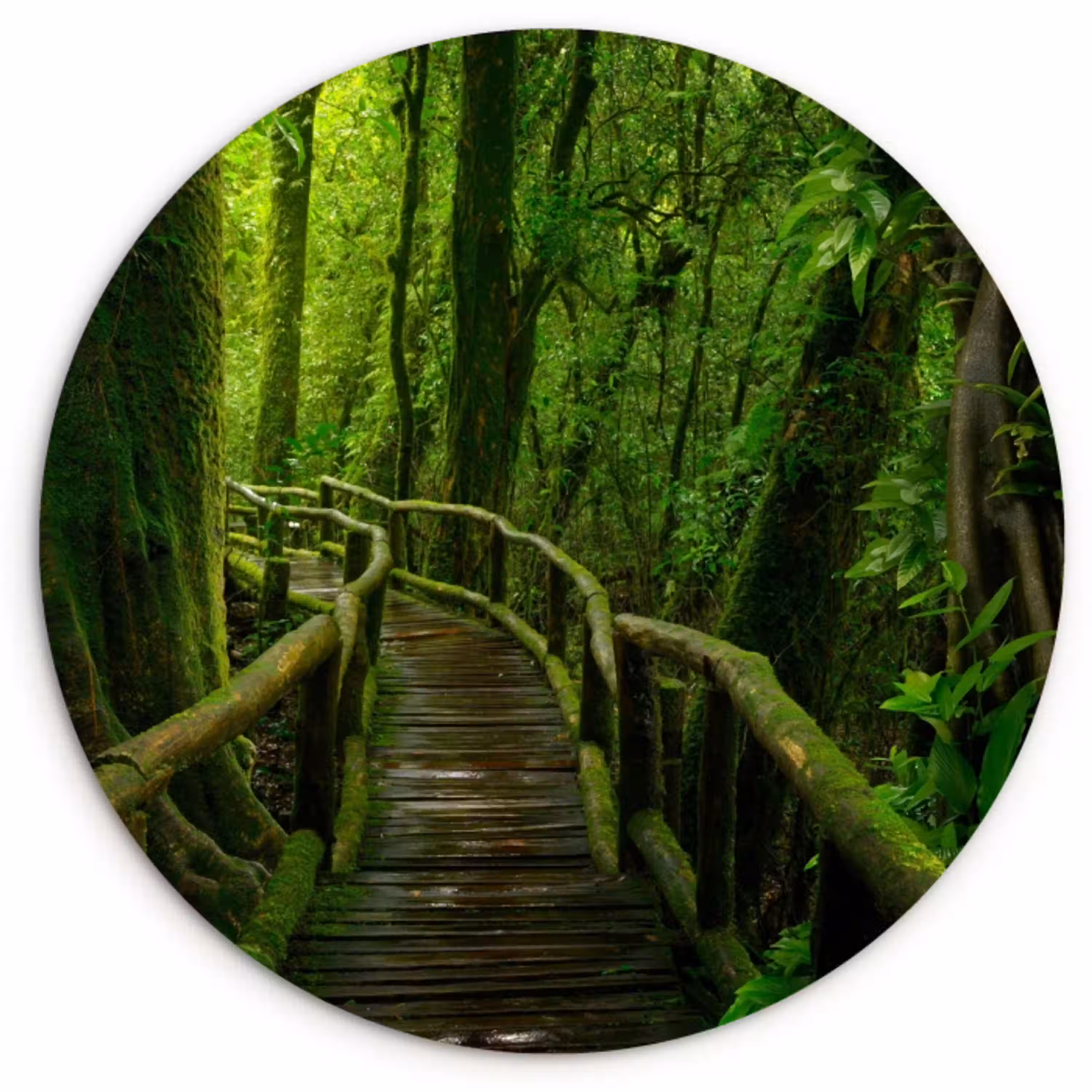 Jungle - Brug - Mos - Natuur - Tropisch Wandcirkel kunststof plaat 5mm dik klein -3d