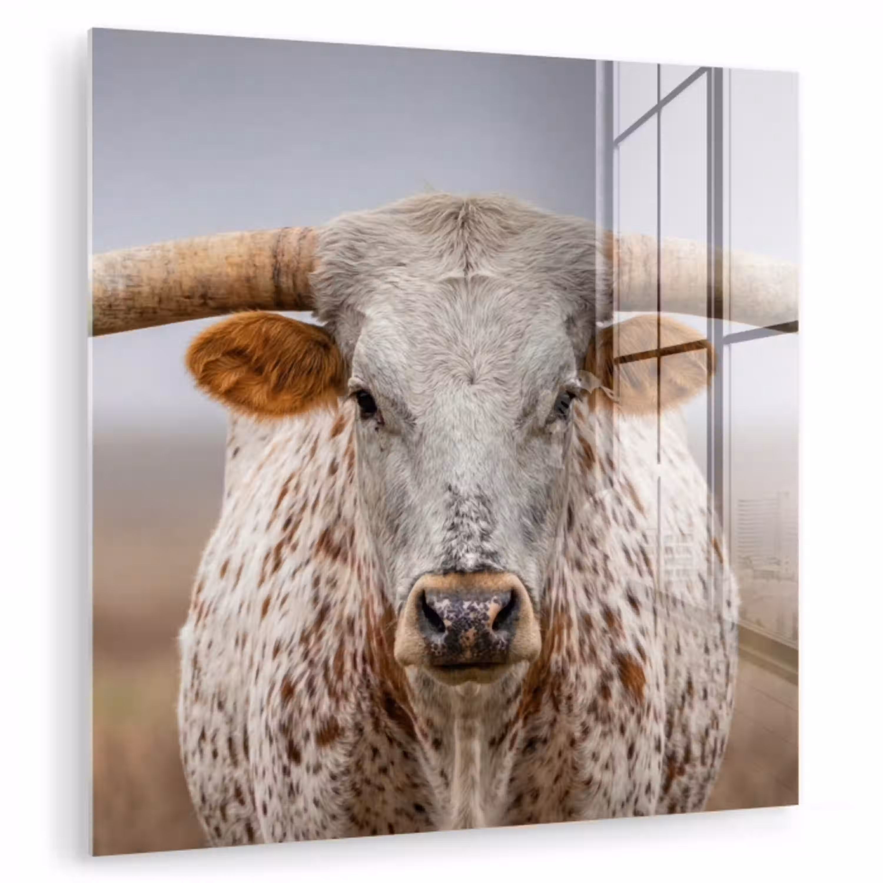 Longhorn - Grasveld - Dier plexiglas 5mm klein -zzzproduct_nieuw
