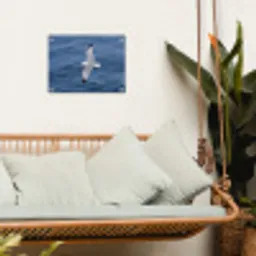 Zeemeeuw - Oceaan - Blauw tuinposter los doek klein -sfeer7
