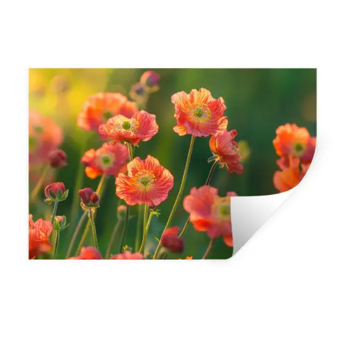 Bloemenveld - Zonnestralen - Oranje Muursticker klein -3d