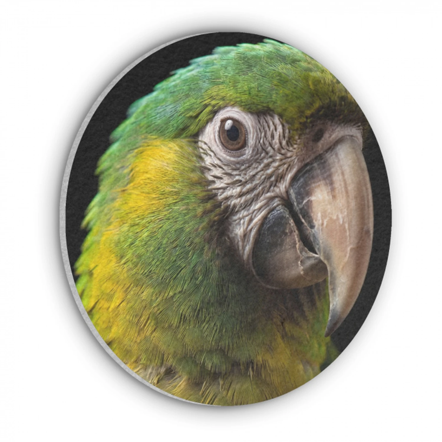 Ara - Portret - Groen Akoestische PET Vilt - Rond klein -3d