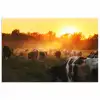 Koeien - Zonsondergang - Weiland - Dieren poster papier klein -3d