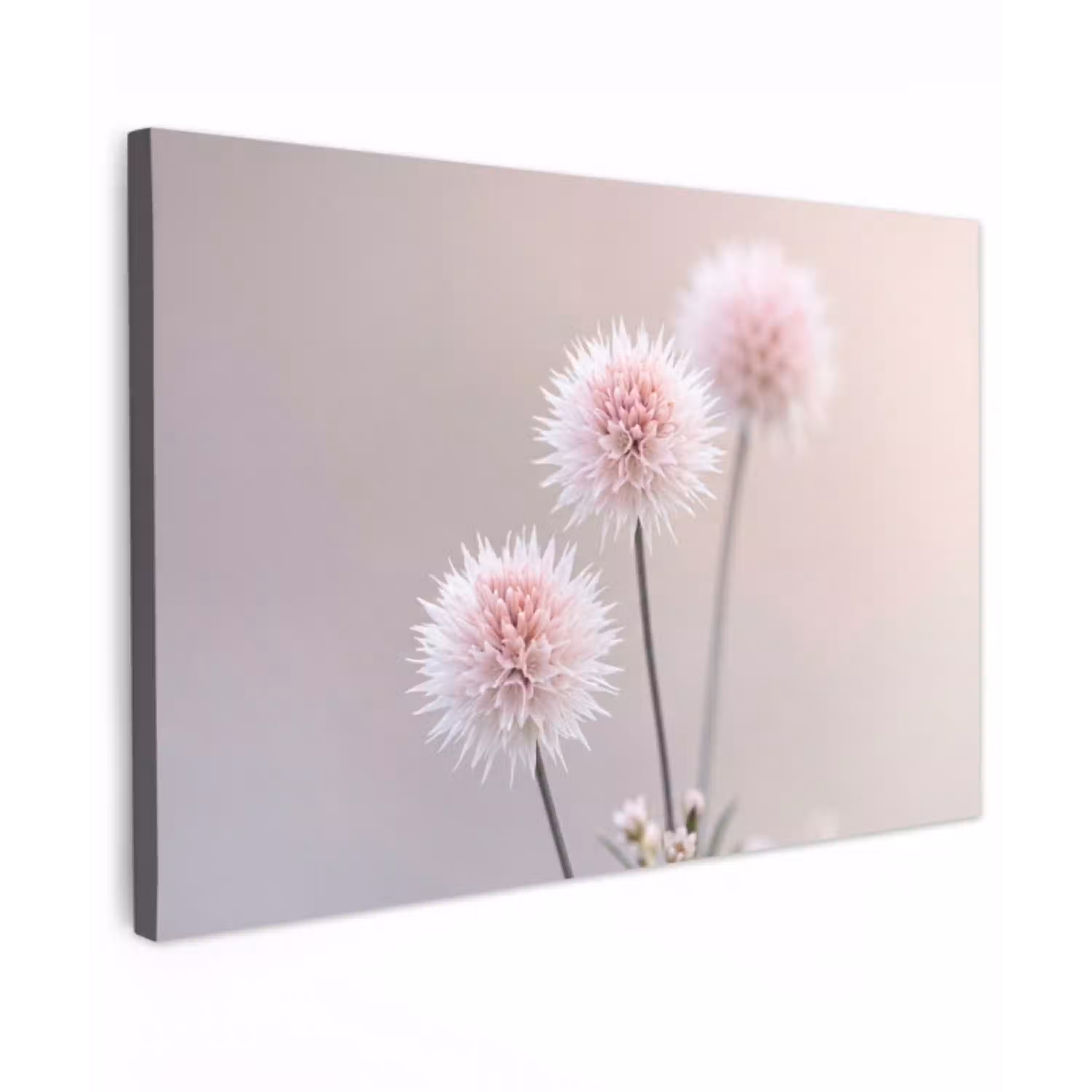Bloemen - Bollen - Roze canvas 2cm klein -z3d