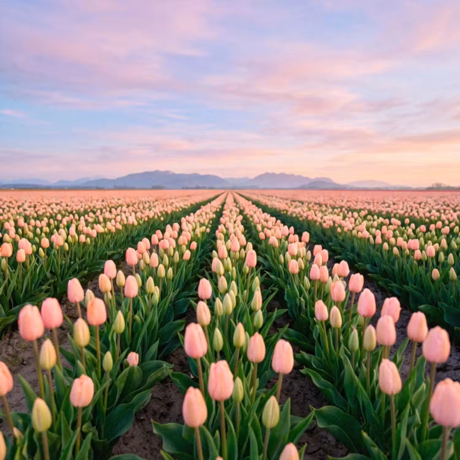 Behang - Tulpen - Landschap - Roze
