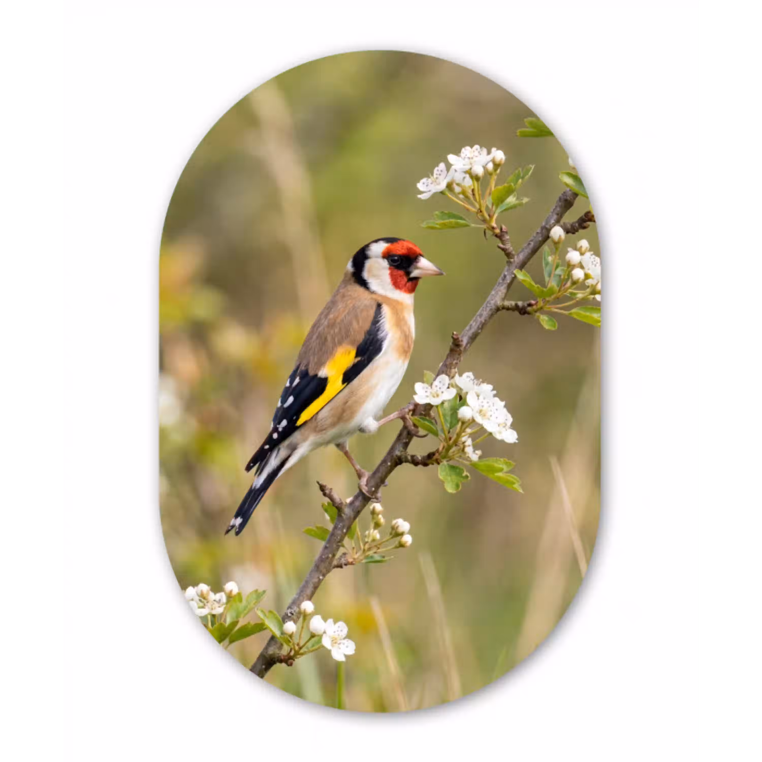 Putter - Bloesem - Lente - Natuur - Kleurrijk Wandcirkel Ovaal Aluminium middel -3d