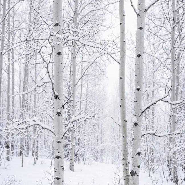 Behang - Berkenbomen - Sneeuw - Winter - Bos - Wit