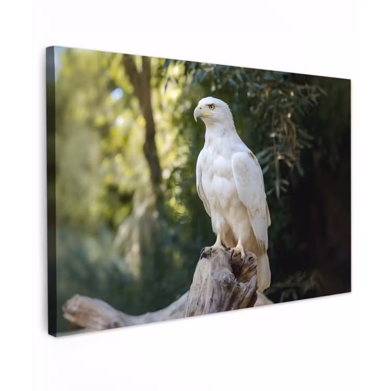 Canvas schilderij - Arend - Hout - Wit - Planten