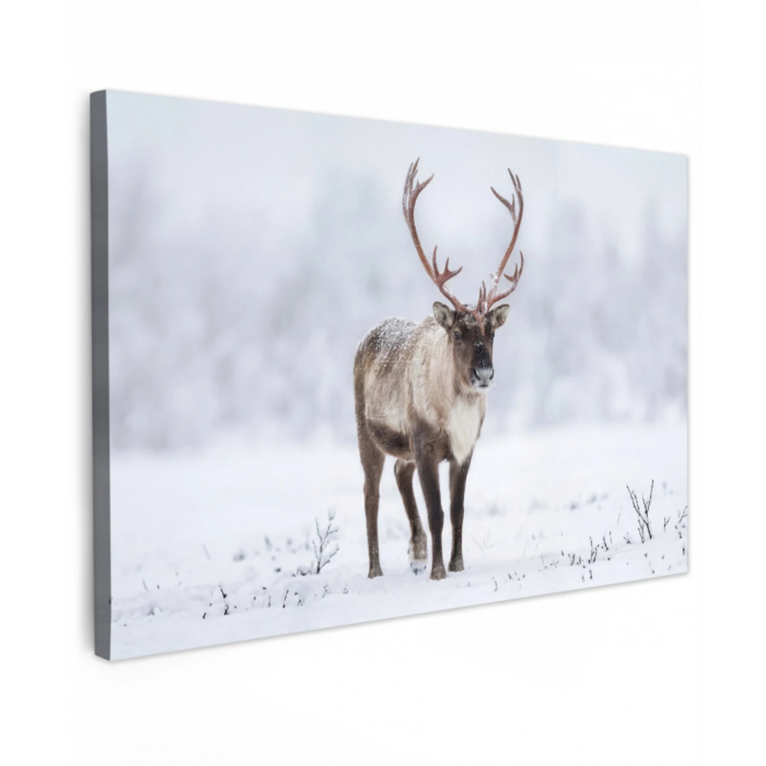 Rendier - Gewei - Toendra - Sneeuw - Wild canvas 2cm klein -z3d